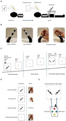 Orientation representation in human visual cortices: contributions of non-visual information and action-related process